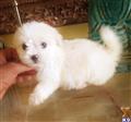 Maltese